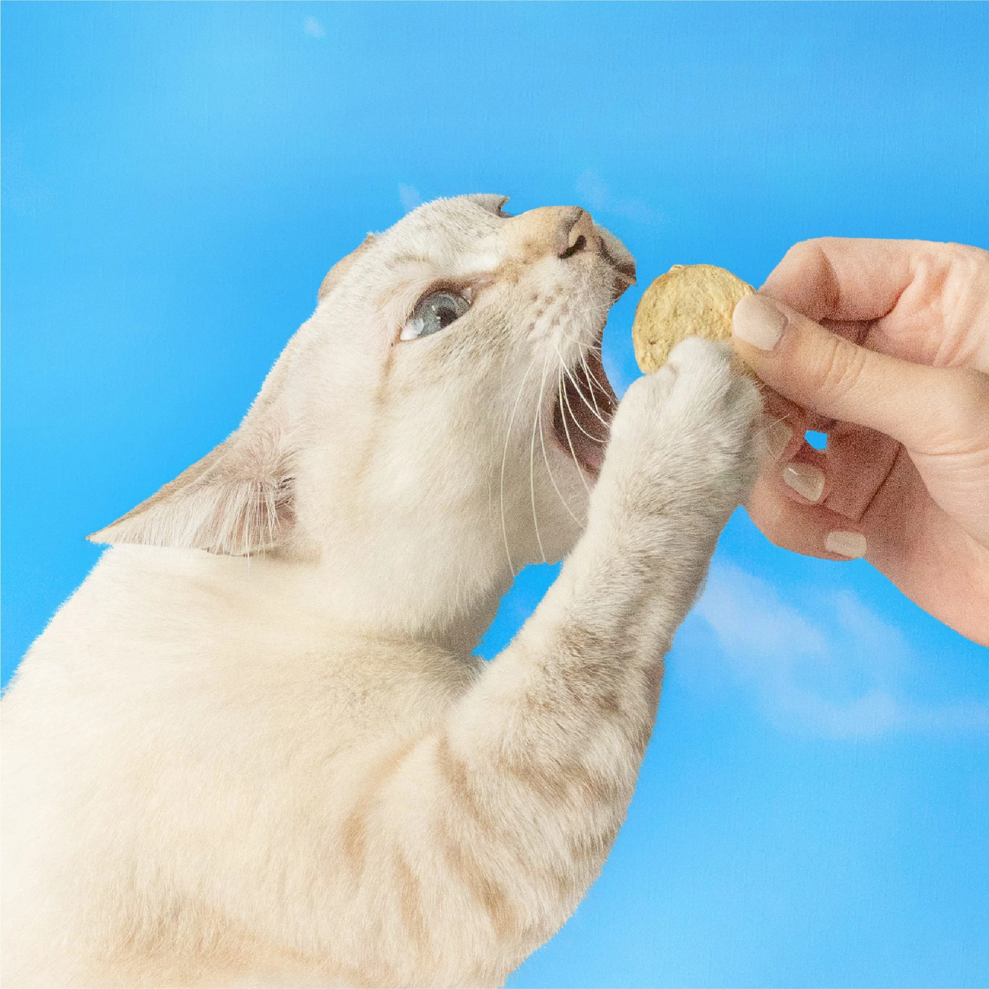 Freeze-dried-C_2.jpg.webp