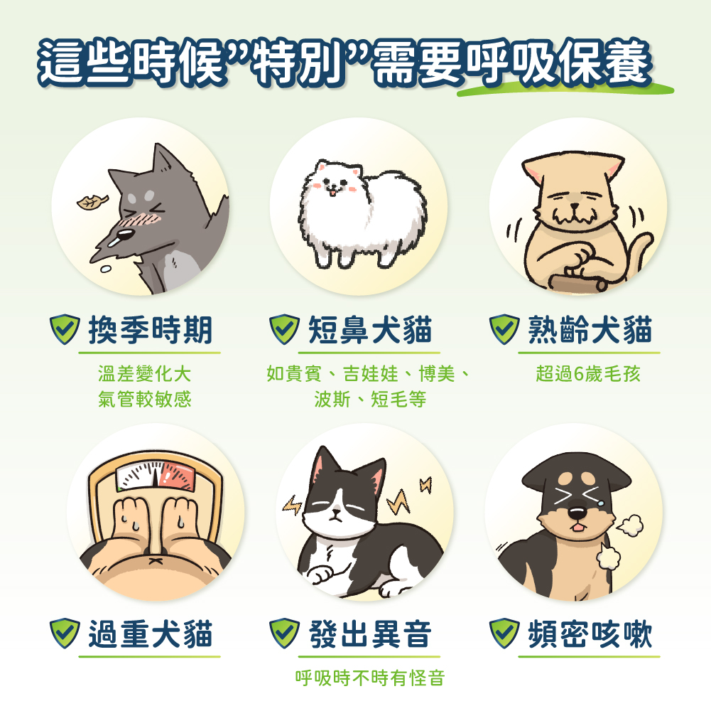 呼吸道保健粉 圖 3